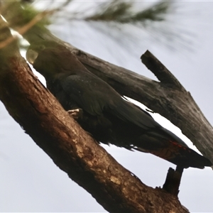 Calyptorhynchus lathami lathami at Moruya, NSW - suppressed