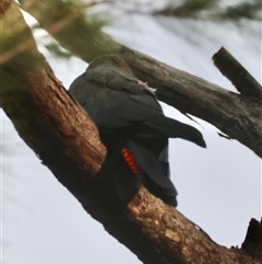 Calyptorhynchus lathami lathami at Moruya, NSW - 29 Sep 2024