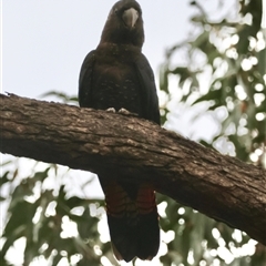 Calyptorhynchus lathami lathami at Moruya, NSW - 29 Sep 2024