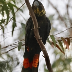 Calyptorhynchus lathami lathami at Moruya, NSW - 29 Sep 2024