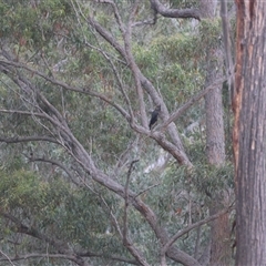 Calyptorhynchus lathami lathami at Moruya, NSW - 29 Sep 2024