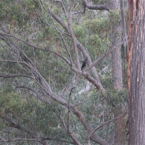 Calyptorhynchus lathami lathami at Moruya, NSW - suppressed