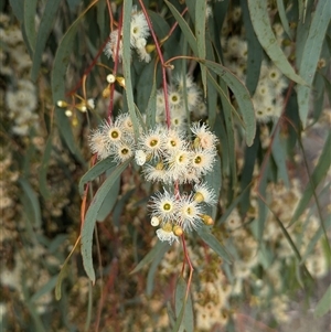 Eucalyptus melliodora at Urana, NSW - 16 Oct 2024