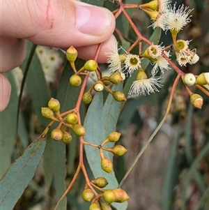 Eucalyptus melliodora at Urana, NSW - 16 Oct 2024