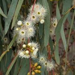 Eucalyptus melliodora at Urana, NSW - 16 Oct 2024