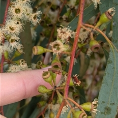 Eucalyptus melliodora at Urana, NSW - 16 Oct 2024