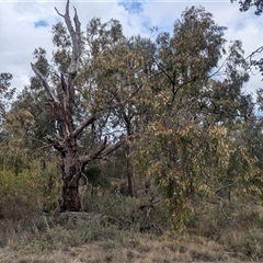 Eucalyptus melliodora at Urana, NSW - 16 Oct 2024