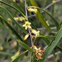 Pittosporum angustifolium (Weeping Pittosporum) at Urana, NSW - 16 Oct 2024 by Darcy