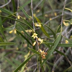 Pittosporum angustifolium at Urana, NSW - 16 Oct 2024