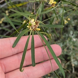 Pittosporum angustifolium at Urana, NSW - 16 Oct 2024