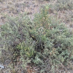 Pittosporum angustifolium at Urana, NSW - 16 Oct 2024