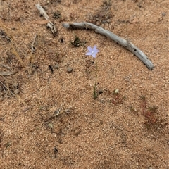 Wahlenbergia sp. at Urana, NSW - 16 Oct 2024 by Darcy