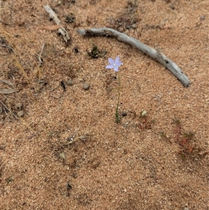 Wahlenbergia sp. at Urana, NSW by Darcy