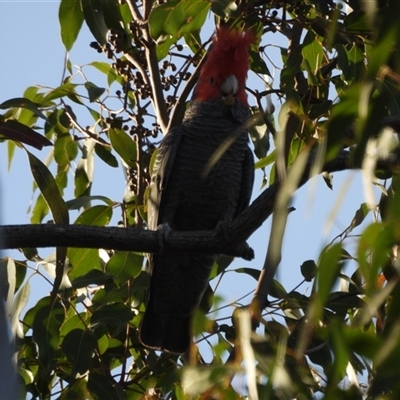 Callocephalon fimbriatum (Gang-gang Cockatoo) at Latham, ACT - 4 Oct 2024 by LD12