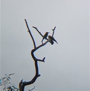 Merops ornatus (Rainbow Bee-eater) at Urana, NSW by Darcy