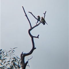 Merops ornatus at Urana, NSW - 16 Oct 2024 02:15 PM