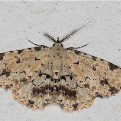 Sandava scitisignata (A noctuid moth) at Melba, ACT - 15 Oct 2024 by kasiaaus