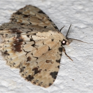 Sandava scitisignata at Melba, ACT - 15 Oct 2024 08:29 PM