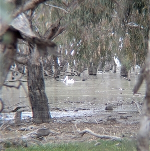 Pelecanus conspicillatus (Australian Pelican) at Urana, NSW by Darcy