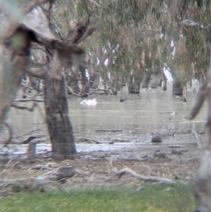 Pelecanus conspicillatus at Urana, NSW - 16 Oct 2024 02:17 PM