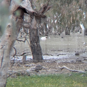 Pelecanus conspicillatus at Urana, NSW - 16 Oct 2024 02:17 PM