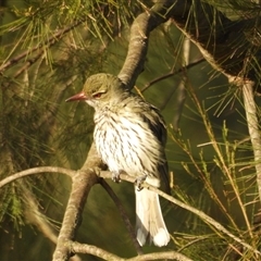 Oriolus sagittatus (Olive-backed Oriole) at Latham, ACT - 4 Oct 2024 by LD12