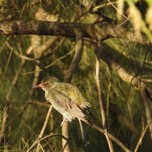 Oriolus sagittatus at Latham, ACT - 4 Oct 2024