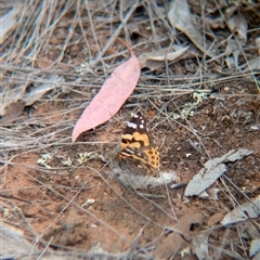 Vanessa kershawi (Australian Painted Lady) at Urana, NSW - 16 Oct 2024 by Darcy