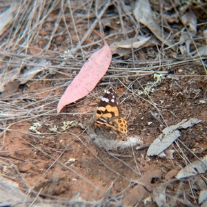 Vanessa kershawi (Australian Painted Lady) at Urana, NSW by Darcy