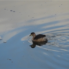 Tachybaptus novaehollandiae (Australasian Grebe) at Latham, ACT - 22 Sep 2024 by LD12