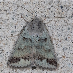 Pantydia sparsa (Noctuid Moth) at Melba, ACT - 15 Oct 2024 by kasiaaus