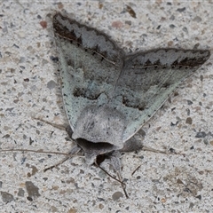 Pantydia sparsa at Melba, ACT - 15 Oct 2024 10:17 PM