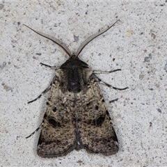 Agrotis porphyricollis (Variable Cutworm) at Melba, ACT - 15 Oct 2024 by kasiaaus