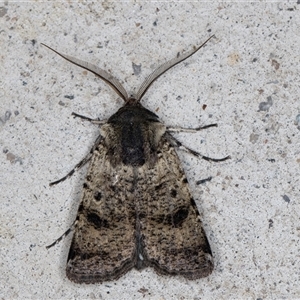 Agrotis porphyricollis at Melba, ACT - 15 Oct 2024