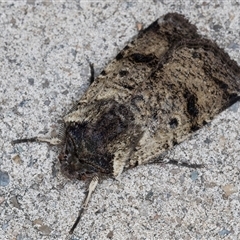 Agrotis porphyricollis at Melba, ACT - 15 Oct 2024