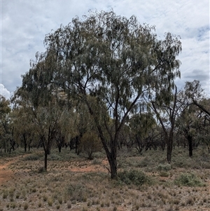 Acacia pendula at Urana, NSW - 16 Oct 2024 02:33 PM