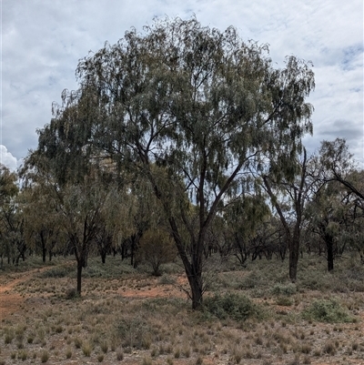 Acacia pendula (Myall) at Urana, NSW - 16 Oct 2024 by Darcy