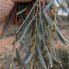 Acacia pendula at Urana, NSW - 16 Oct 2024