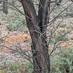 Acacia pendula at Urana, NSW - 16 Oct 2024