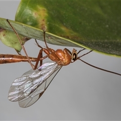 Netelia sp. (genus) (An Ichneumon wasp) at Melba, ACT - 15 Oct 2024 by kasiaaus