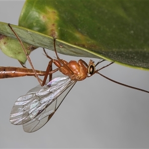 Netelia sp. (genus) at Melba, ACT - 15 Oct 2024