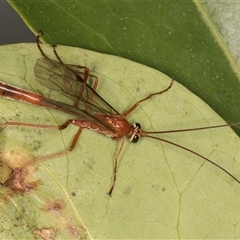 Netelia sp. (genus) at Melba, ACT - 15 Oct 2024