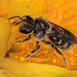 Lasioglossum (Chilalictus) sp. (genus & subgenus) at Acton, ACT - 16 Oct 2024