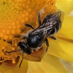 Lasioglossum (Chilalictus) sp. (genus & subgenus) at Acton, ACT - 16 Oct 2024 10:05 AM