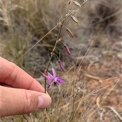 Arthropodium fimbriatum (Nodding Chocolate Lily) at Urana, NSW - 16 Oct 2024 by Darcy