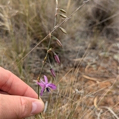 Arthropodium fimbriatum at Urana, NSW - 16 Oct 2024