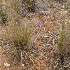 Arthropodium fimbriatum at Urana, NSW - 16 Oct 2024 02:36 PM