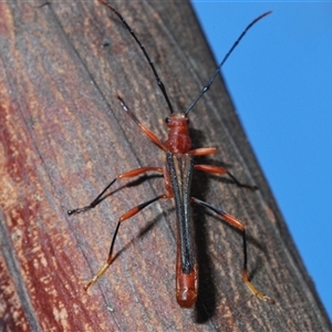 Cerambycidae (family) at Sassafras, NSW by Harrisi