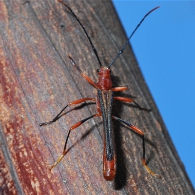 Macrones capito (A round-neck longhorn beetle) at Sassafras, NSW - 16 Oct 2024 by Harrisi