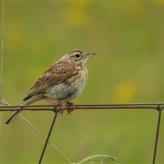 Anthus australis (Australian Pipit) at Macgregor, ACT - 31 Dec 2023 by LD12